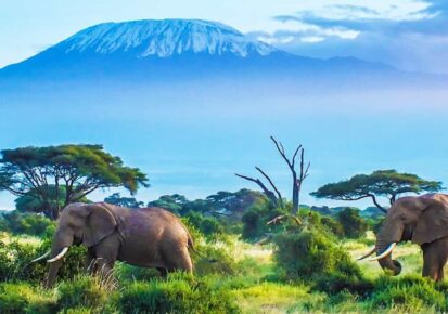 5 Days budget Tanzania Wildlife Safari