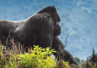 6 Days Congo Magical Gorilla Expedition Trip