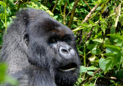 Uganda Tours, 6 Days Rwanda Congo safari package
