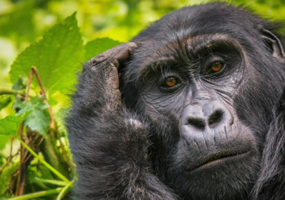 7-Day Rwanda Primate Tour and Cultural Experience