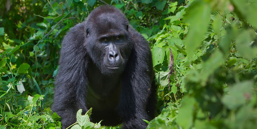 A Guide To Gorilla Trekking In Virunga National Park