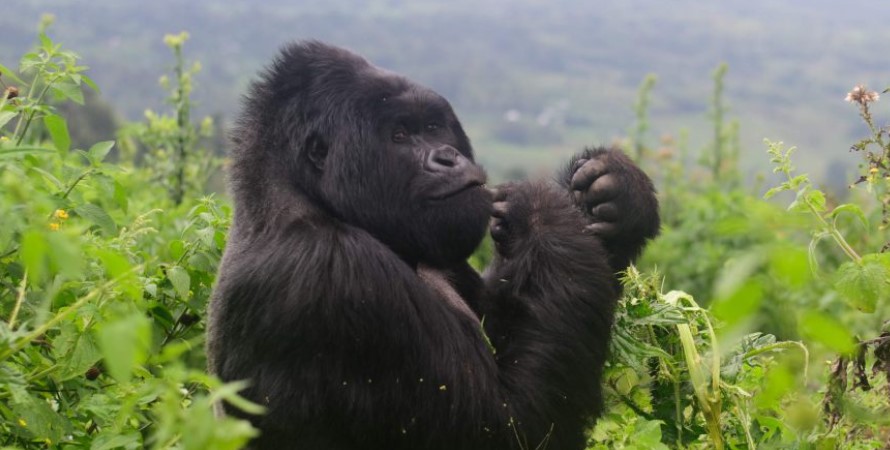 A Guide To Gorilla Trekking In Volcanoes National Park In Rwanda
