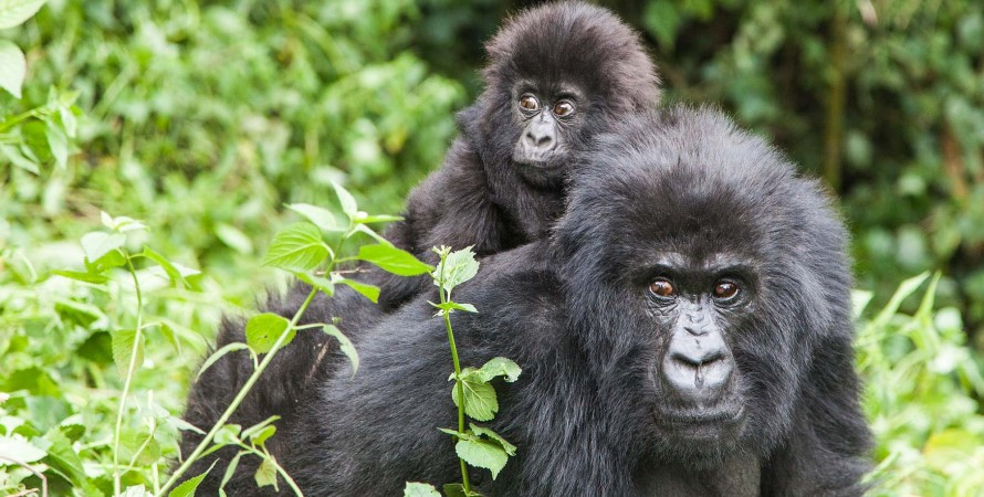 Rwanda Gorilla Tours, Best Places For Gorilla And Wildlife Safari In Uganda