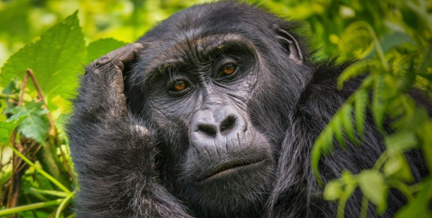 Booking Gorilla Permits From Anywhere In The World Is Easy