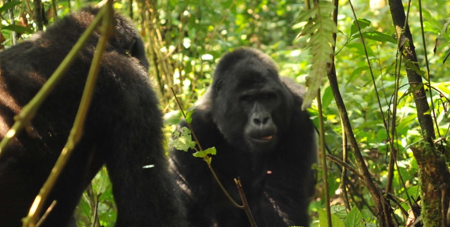 Booking a safari in Bwindi to spend time with mountain gorillas