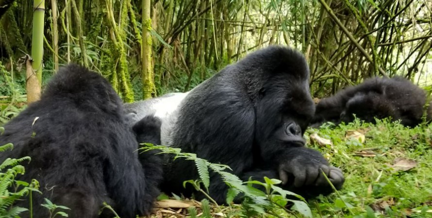 book gorilla trekking safaris to the national park and get a chance to be around mountains for 1 hour. Volcanoes national park is one of the luckiest countries to host mountain gorillas in the world
