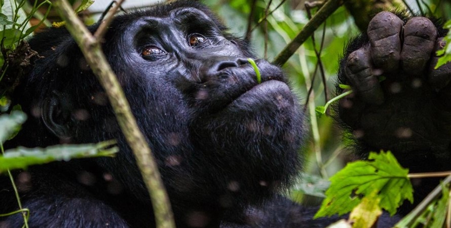 The Best Sector To Trek Mountain Gorillas In Bwindi Impenetrable Forest National Park.