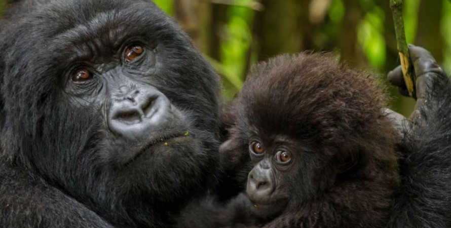 Gorilla Trekking Experience In Virunga National park in DR Congo