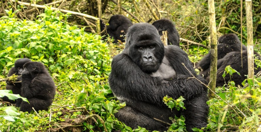 Combining big five adventure with mountain gorilla trekking safaris in Uganda