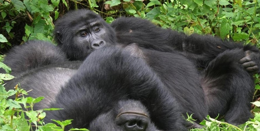 Commonly Questions About Gorilla Permits By Tourists.
