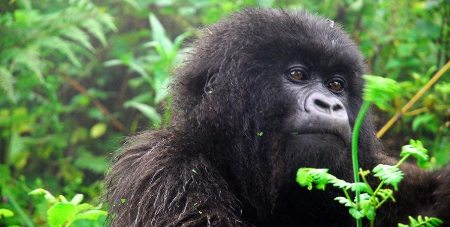 Uganda Mountain Gorilla Trekking Safari From Nairobi