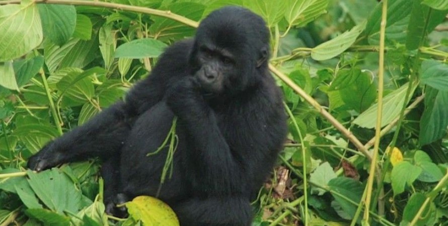 Affordable gorilla trekking safaris to Bwindi from Mbarara