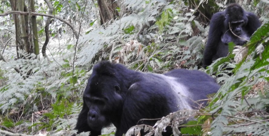 Gorilla trekking fitness, Can I Book The Uganda Gorilla Habituation Experience Safari Today