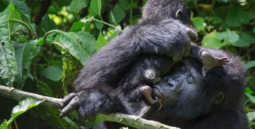 Habituated gorilla families and gorilla trekking permits for Buhoma sector