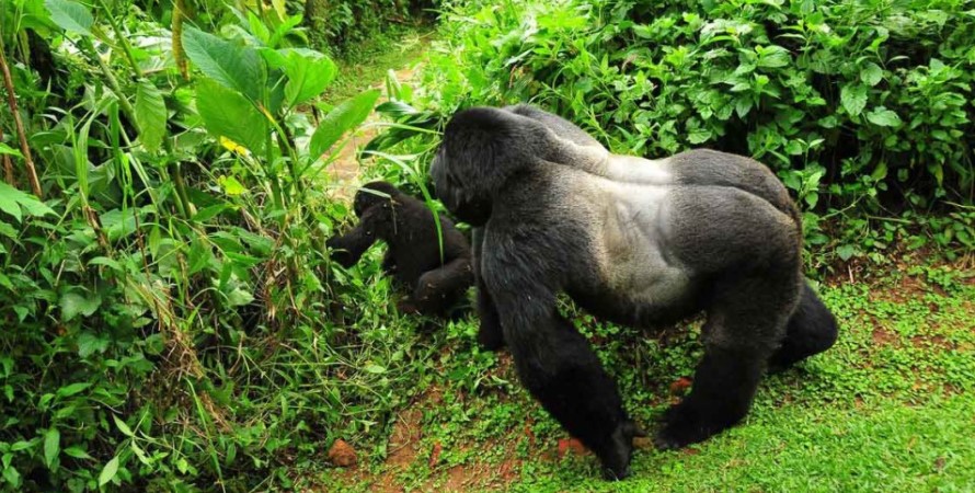 Booking Uganda mountain gorilla safari from Europe