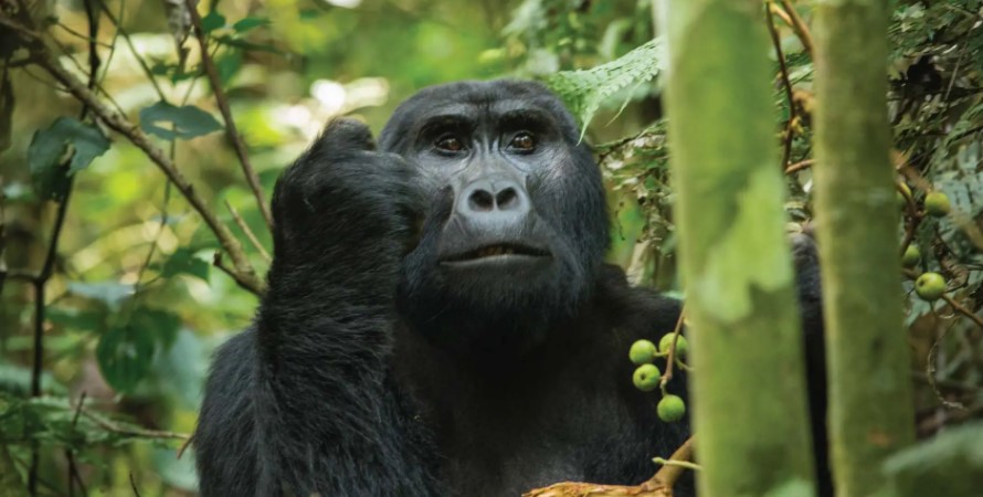 How long does gorilla trekking