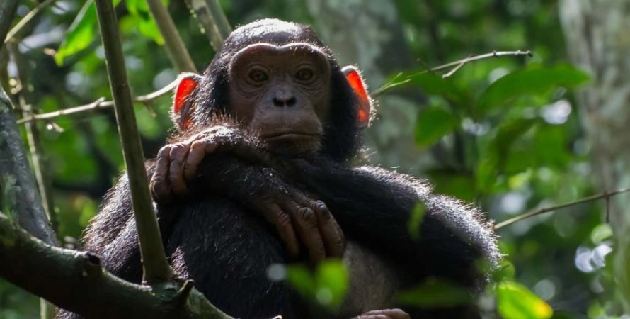 How many chimpanzee permits are available in Budongo forest on a single day?