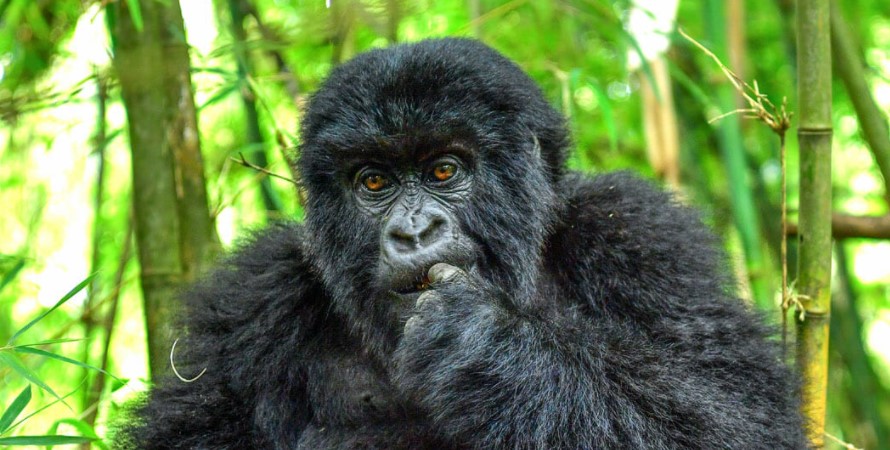 How many gorilla permits found in volcanoes national park Rwanda