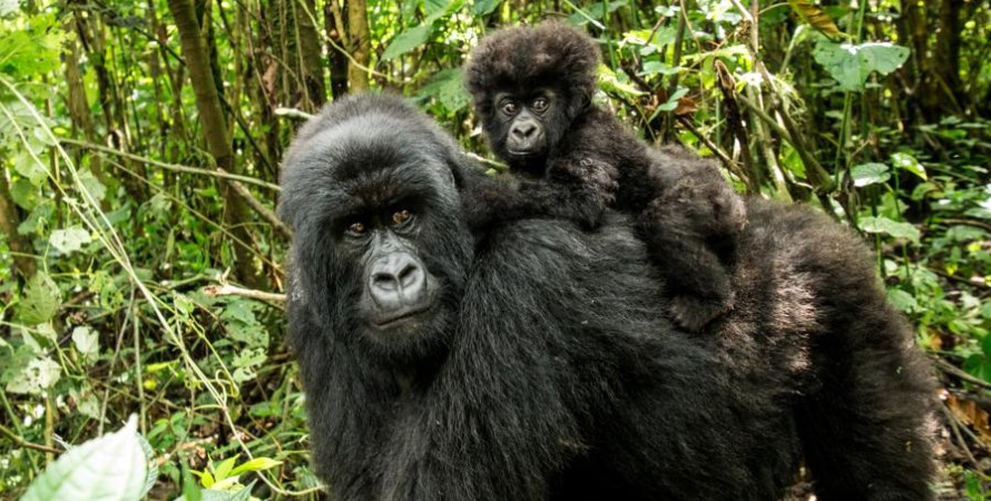 How many hours is a person allowed to spend with mountain gorillas
