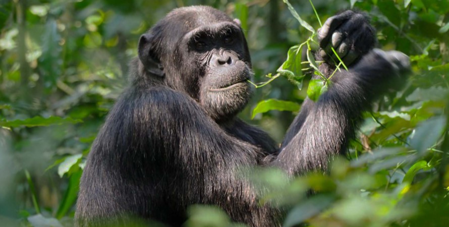 How much does it cost to spend time with chimpanzees in Nyungwe forest national park?