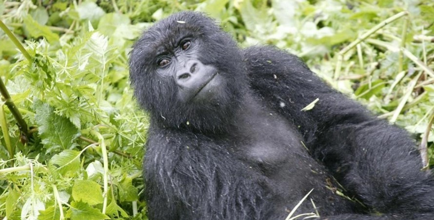 Why book Rwanda gorilla safaris in advance