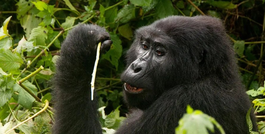 Luxury gorilla trekking safaris in Rwanda.
