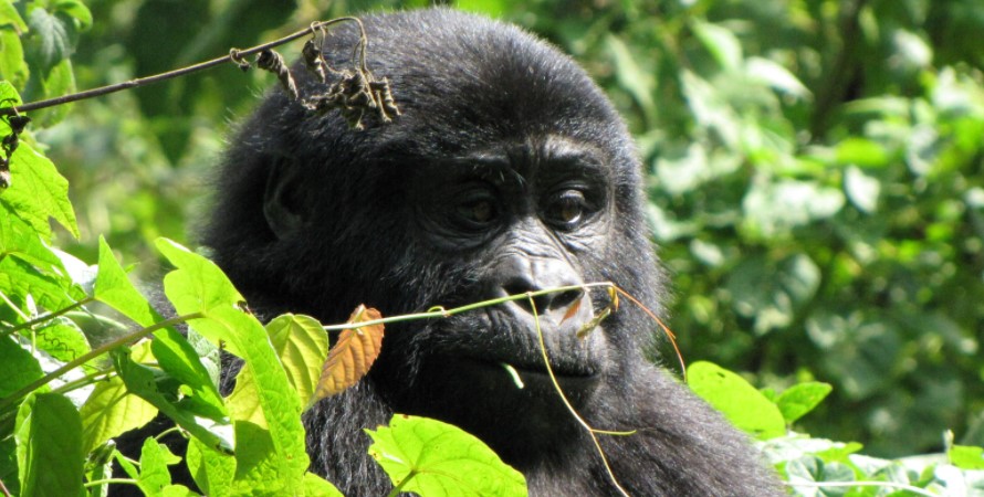 Book gorilla trekking safari in Bwindi impenetrable national park