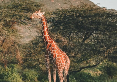 3 Days Samburu National Reserve (Beginning in Nairobi)