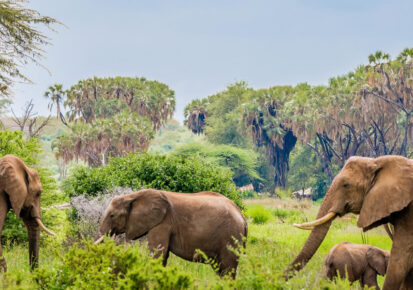 3 Days Samburu Adventure Safari Package