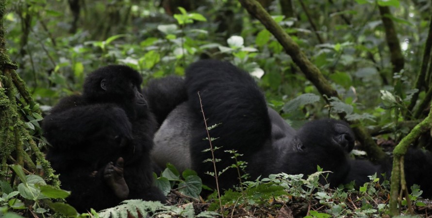 Spend 4 hours with mountain gorillas in Nkuringo from Kigali