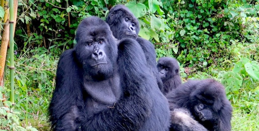 Spend 4 hours with mountain gorillas in Rushaga from Kigali