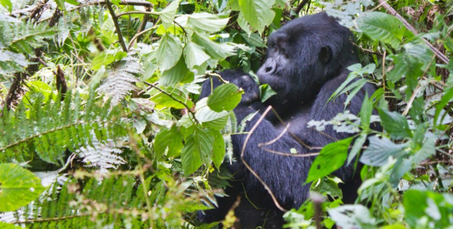 Spend time with mountain gorillas in Rushaga from Kigali