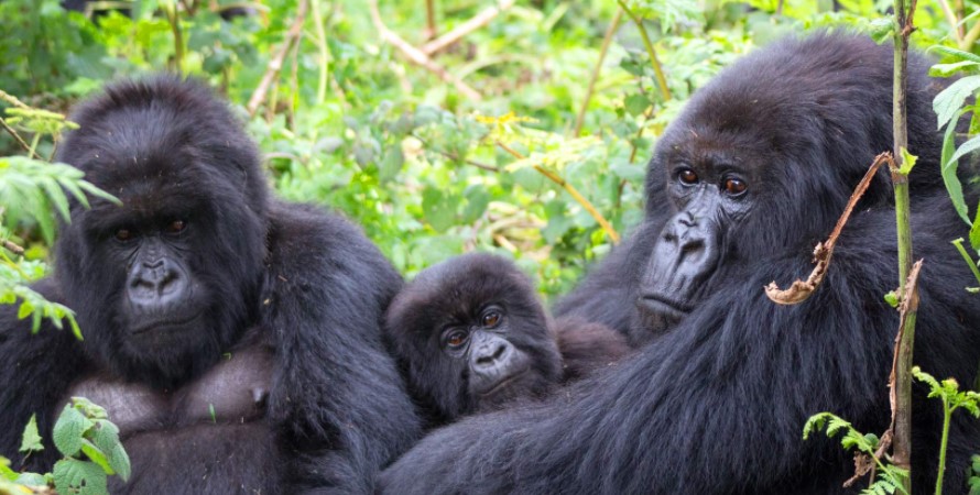 Uganda is now able to sell out double gorilla permits to people who would want to be with mountain gorillas more than once on a safari. Uganda is one of the smallest countries in East Africa but hosts 2 national parks