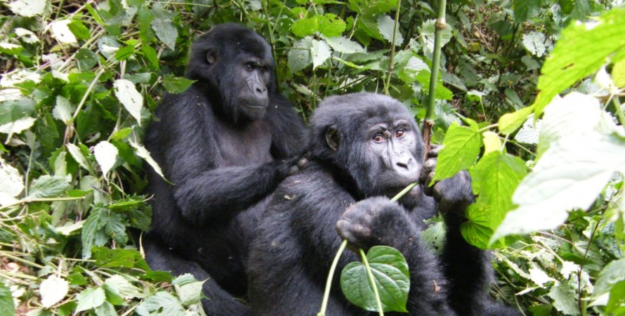 The most convenient way to Access Mountain gorillas- compare driving and flying to Bwindi.