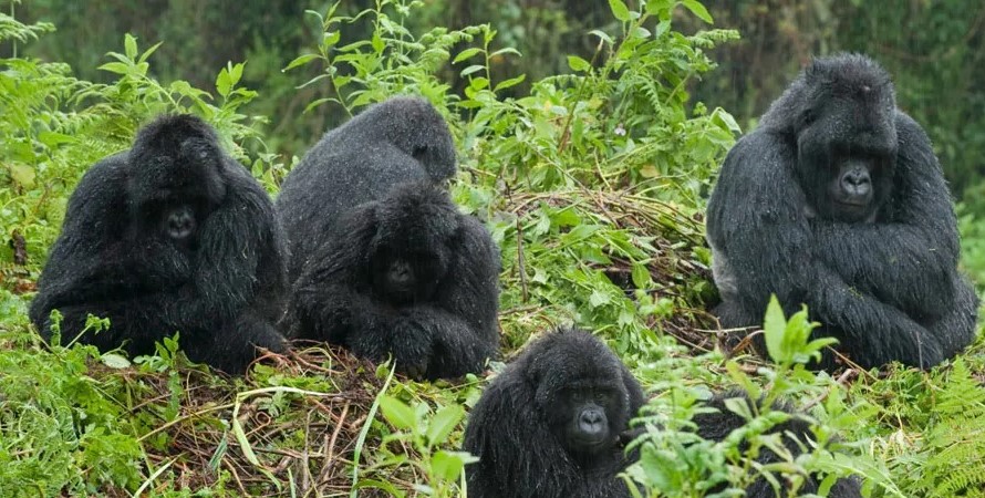 Total number of mountain gorilla permits in Uganda?