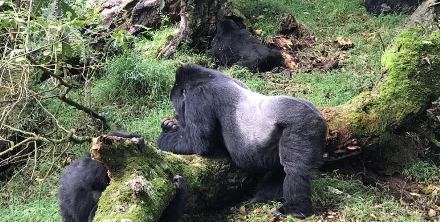 Uganda gorilla trekking from Nairobi-Kenya.