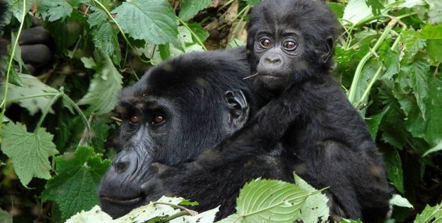 Uganda primate safaris from Kigali-Rwanda.