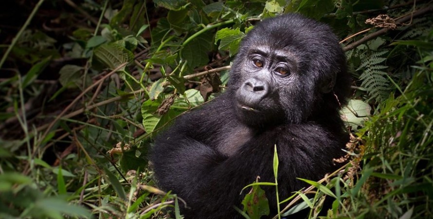 What is the gorilla permit price in Mgahinga national park and Bwindi impenetrable forest national park?