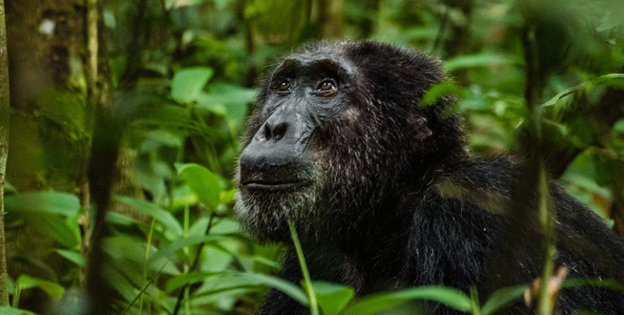 What is the number of chimpanzee permits in Kibale national park