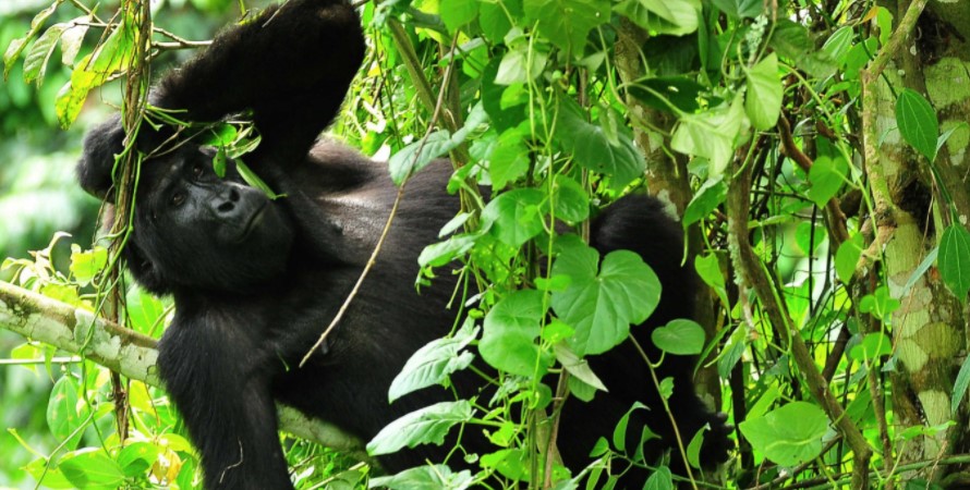What is the number of mountain gorilla permits in Bwindi impenetrable forest national park?