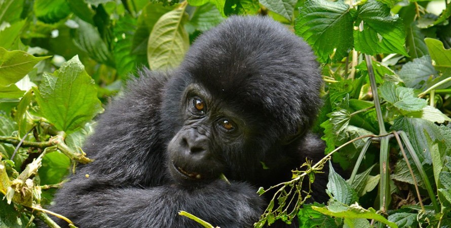 What makes gorilla habituation differ from gorilla trekking