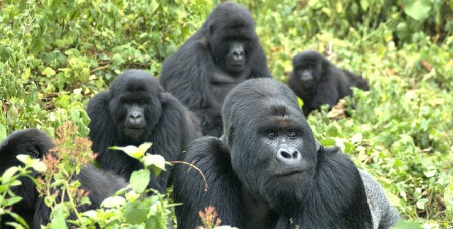 What to consider while booking a gorilla habituation experience in Uganda 