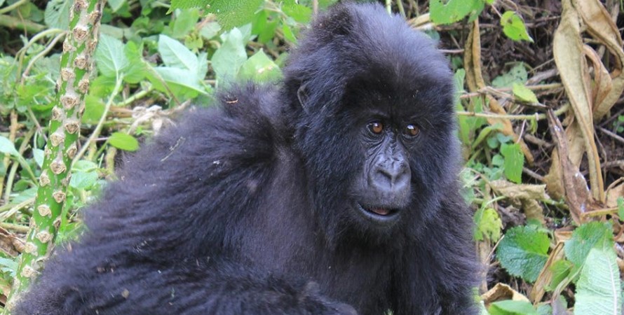 Why gorilla permits for Uganda are cheaper than those in Rwanda