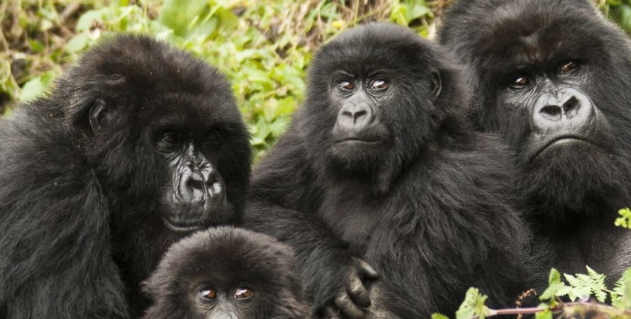 Wild Gorilla Adventure Safaris in Africa