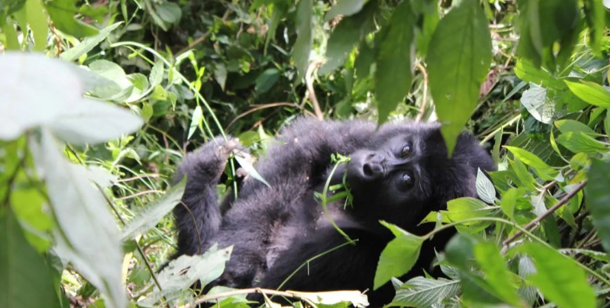 What is the gorilla permit price in Rwanda and Uganda?